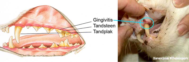 Een kat met tandsteen en daardoor gingivits en parodontistisch